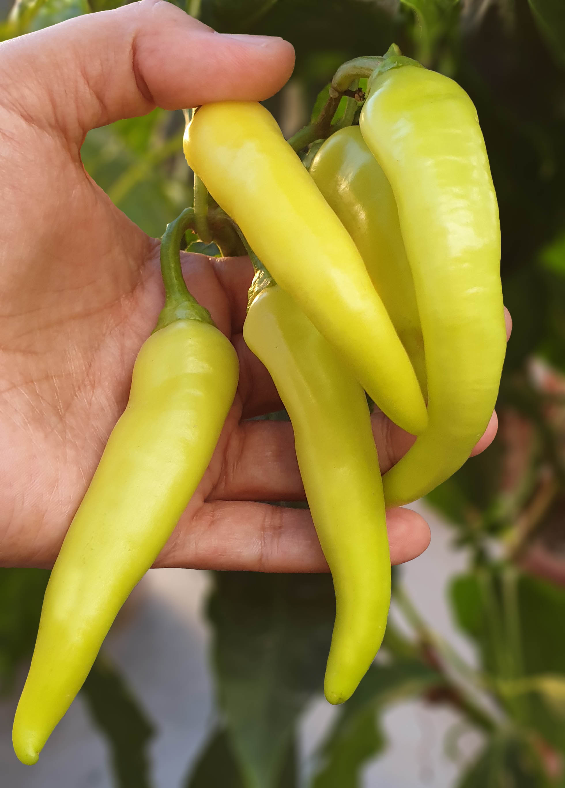 1_Banana-Pepper-Plant