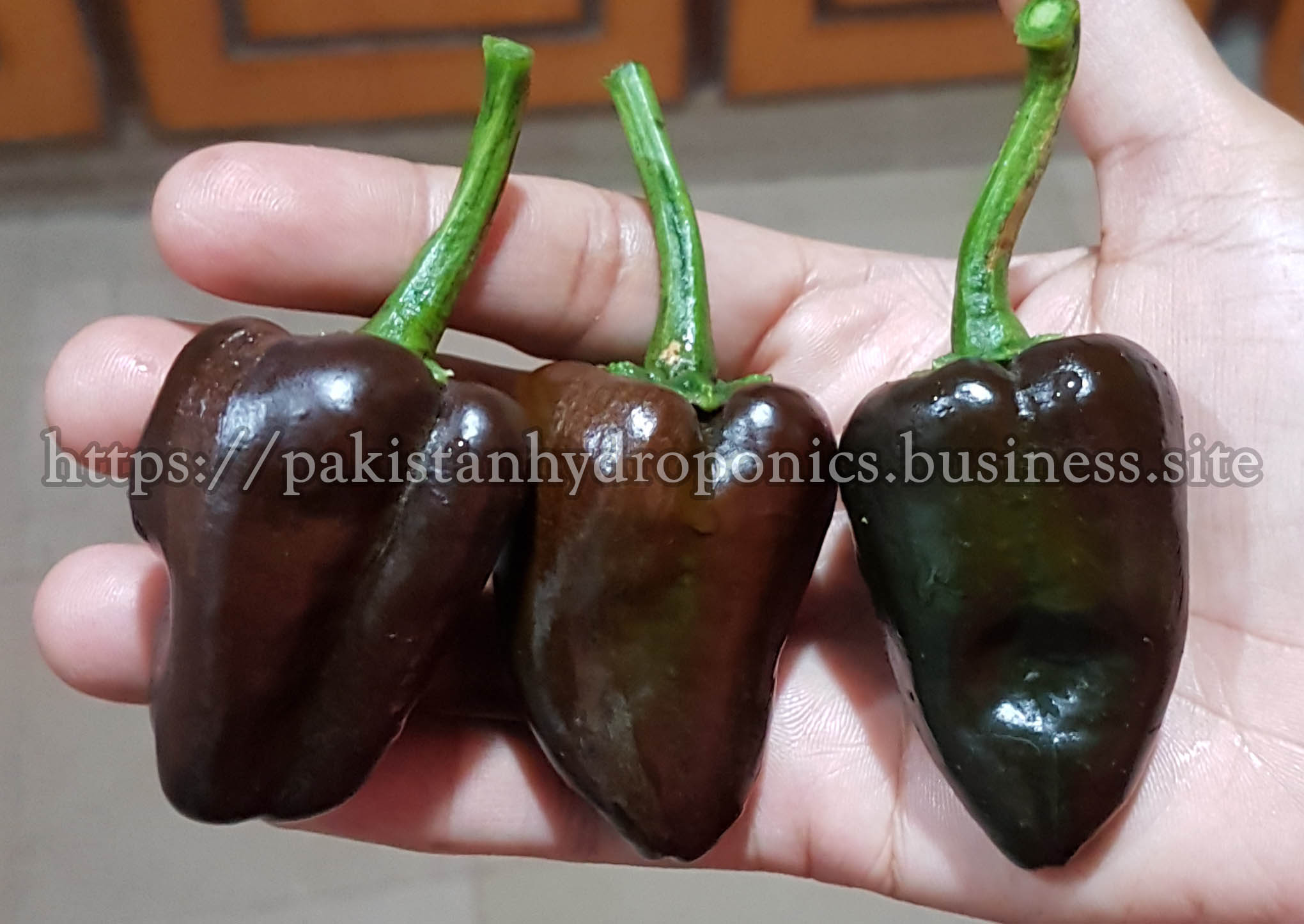 1_Hydroponic-Sweet-Brown-Peppers-Growing-in-Pakistan-Hydroponics-Greenhouse-Porject