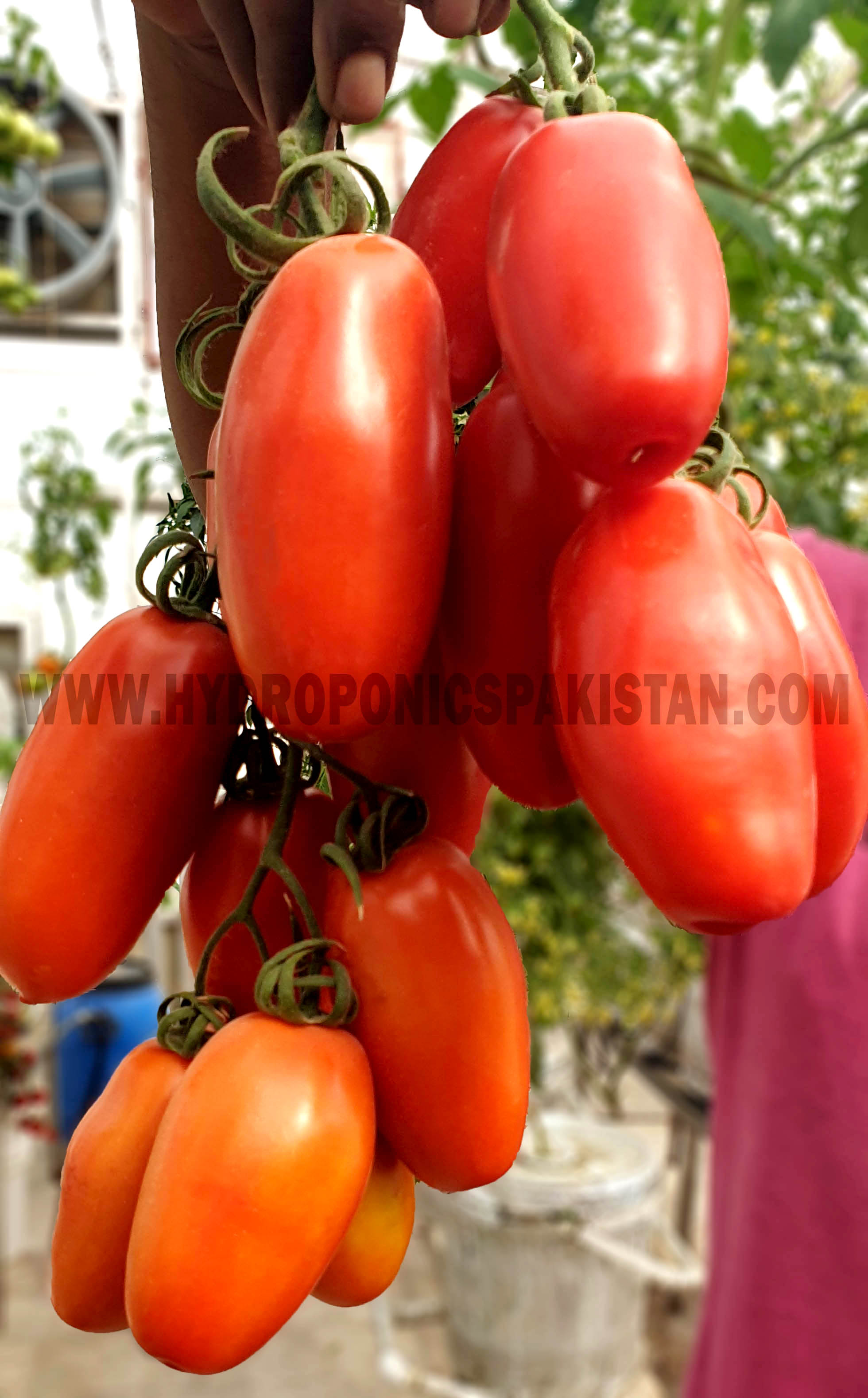1_Hydroponics-Pakistan-Pakistan-Hydroponics-Plum-Tomato-Cluster