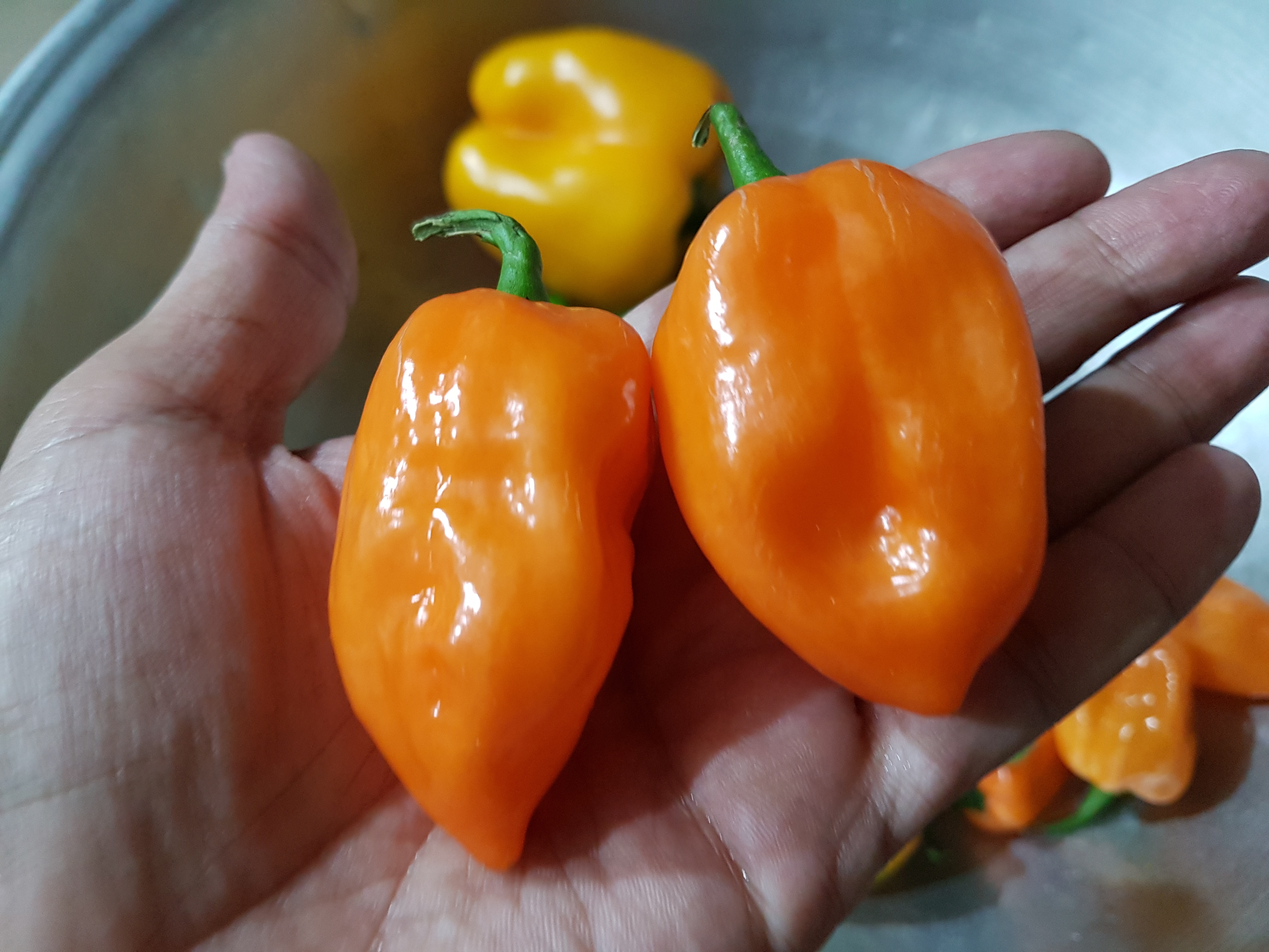 Harvested-Orange-Habanero-and-Rijk-Zwan-Bachata-Capsicum-from-Deep-Water-Culture-System
