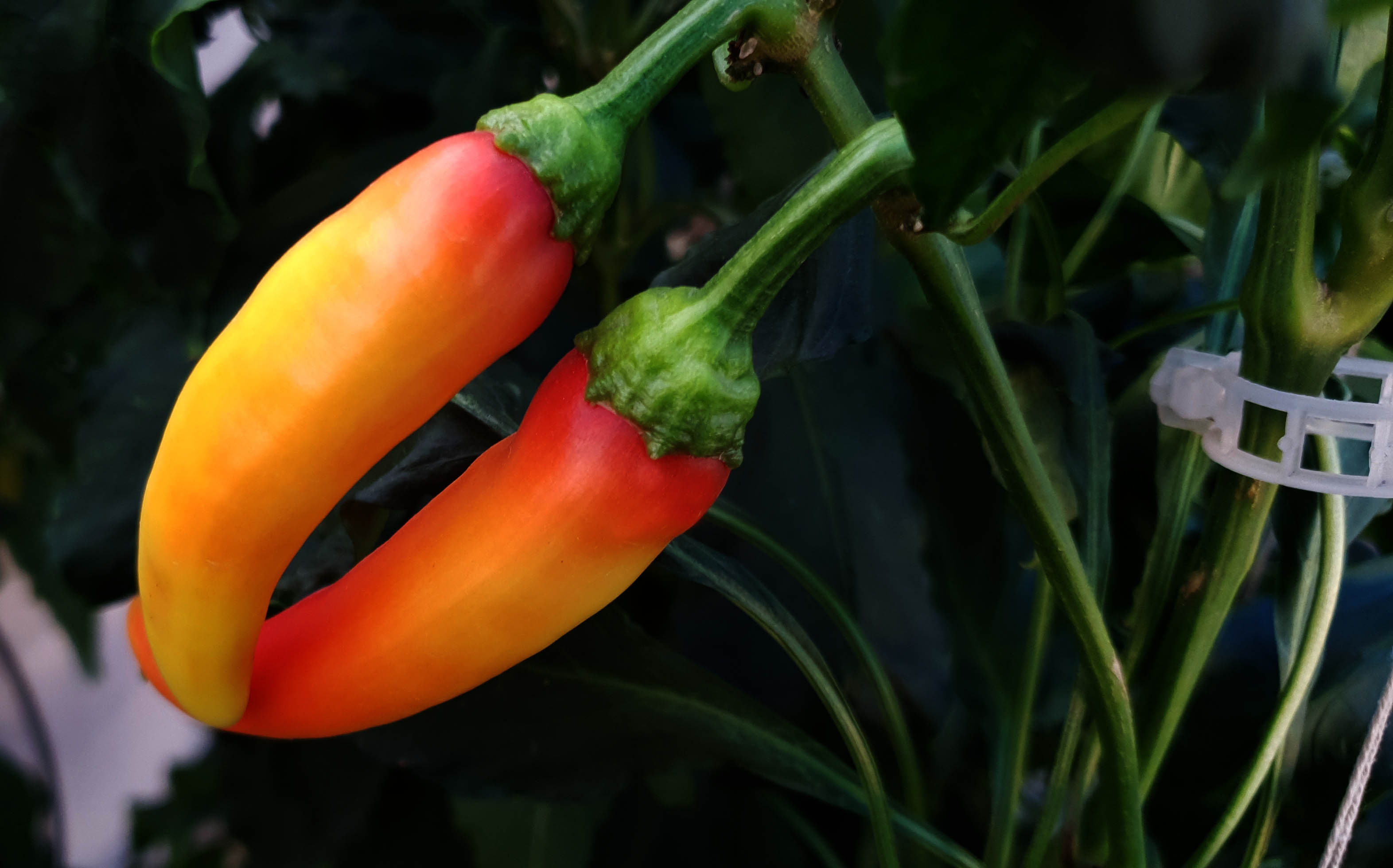 Hungarian-Hot-Wax-Pepper-Plant