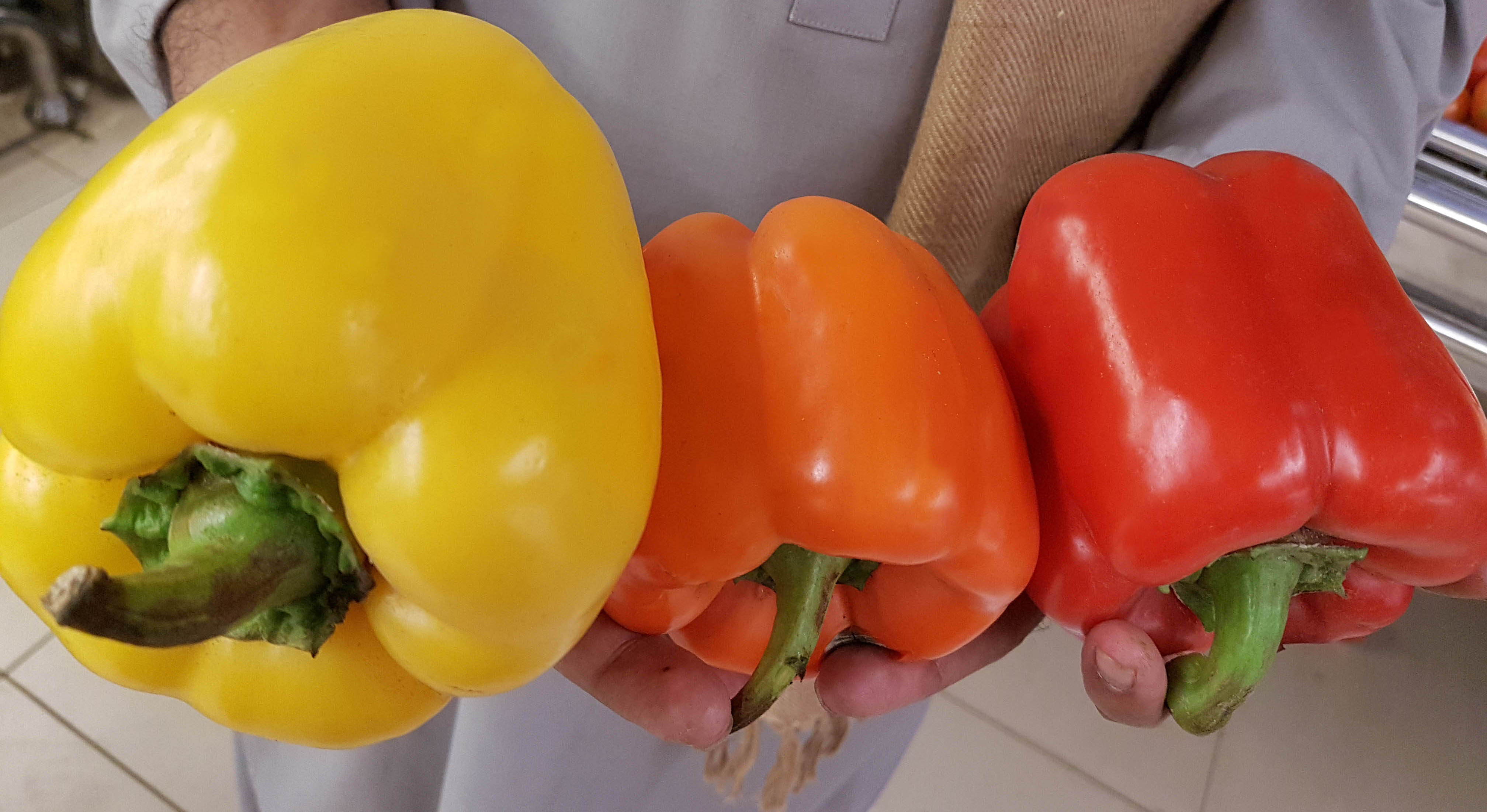 Hydroponic-Bell-Peppers