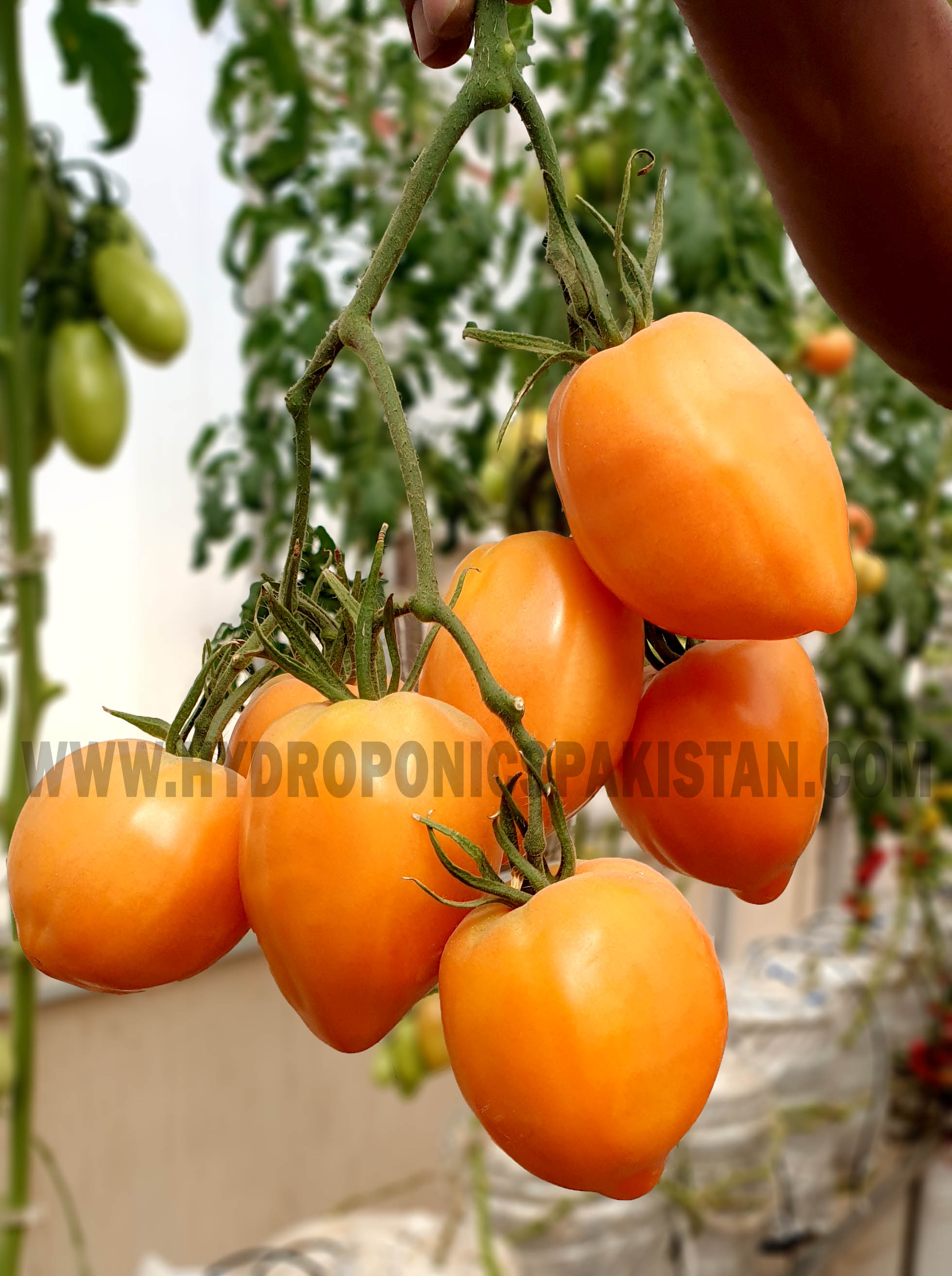 Hydroponics-Pakistan-Pakistan-Hydroponics-Russain-Tomato-Cluster