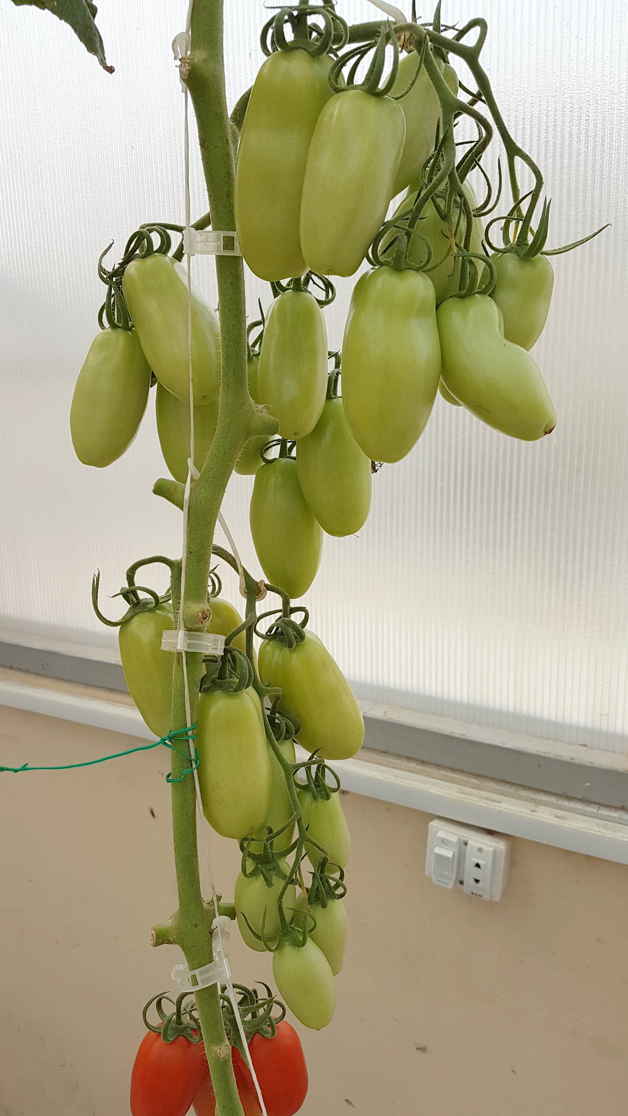 Loads-of-Tomatoes-in-Hydroponic-Dutch-Bucket-System-growing-ar-Pakistan-Hydroponics-Climate-Controlled-Greenhouse-Karachi-Pakistan
