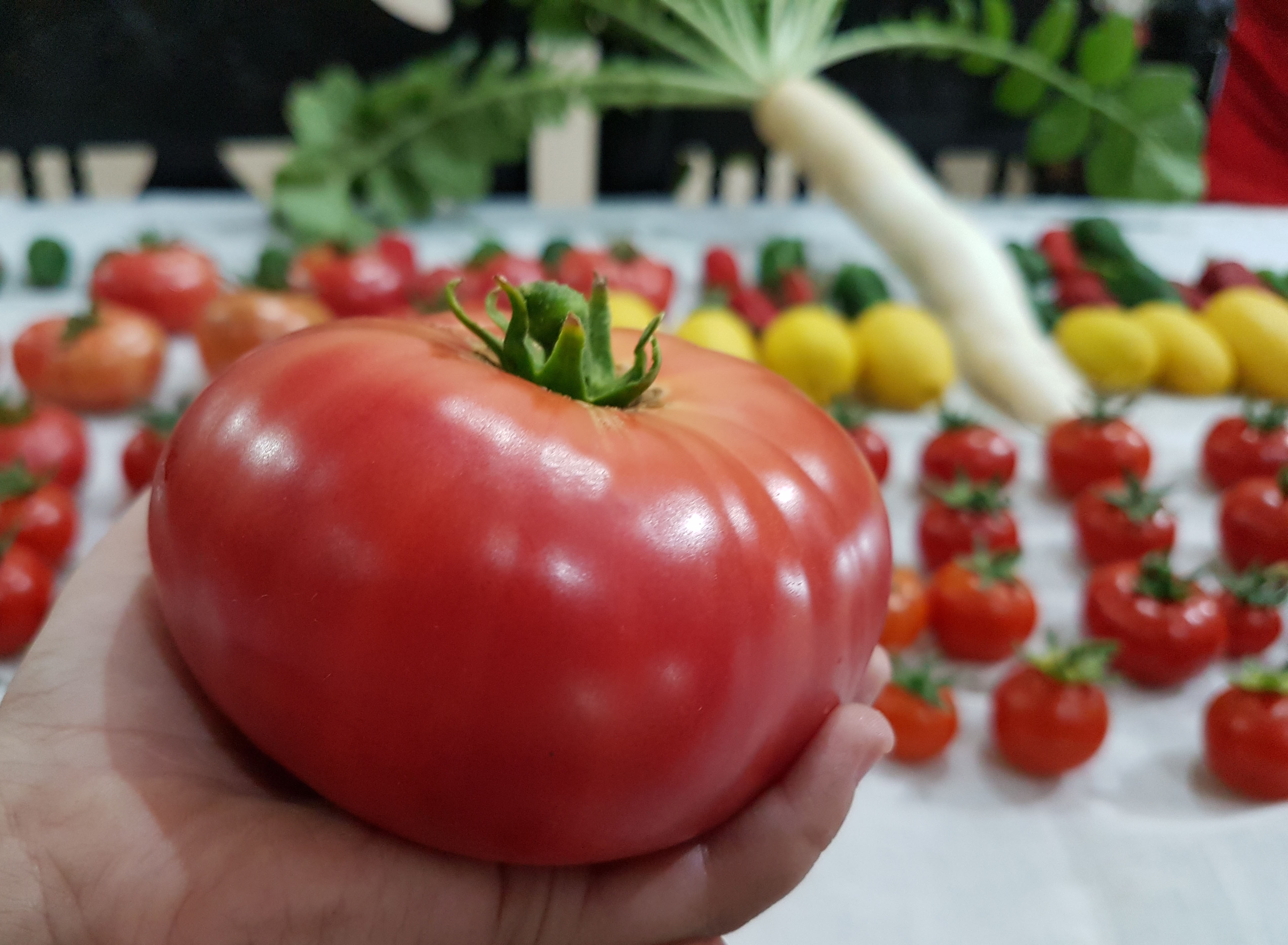Pakistan-Hydroponic-Tomato-Harvest