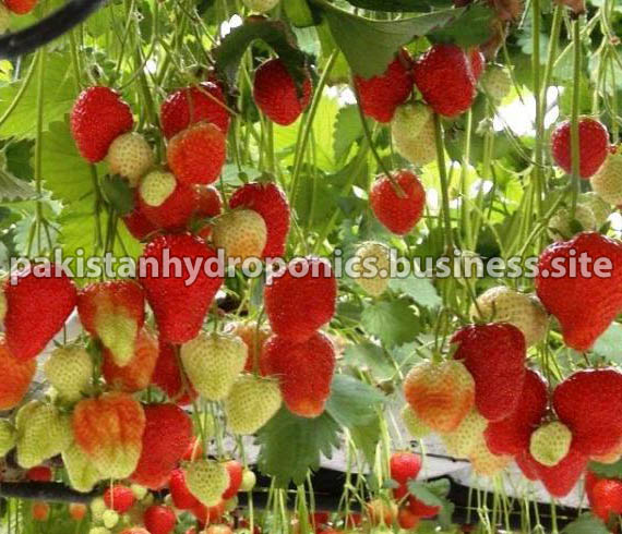 Pakistan-Hydroponics-Strawberry-Plants