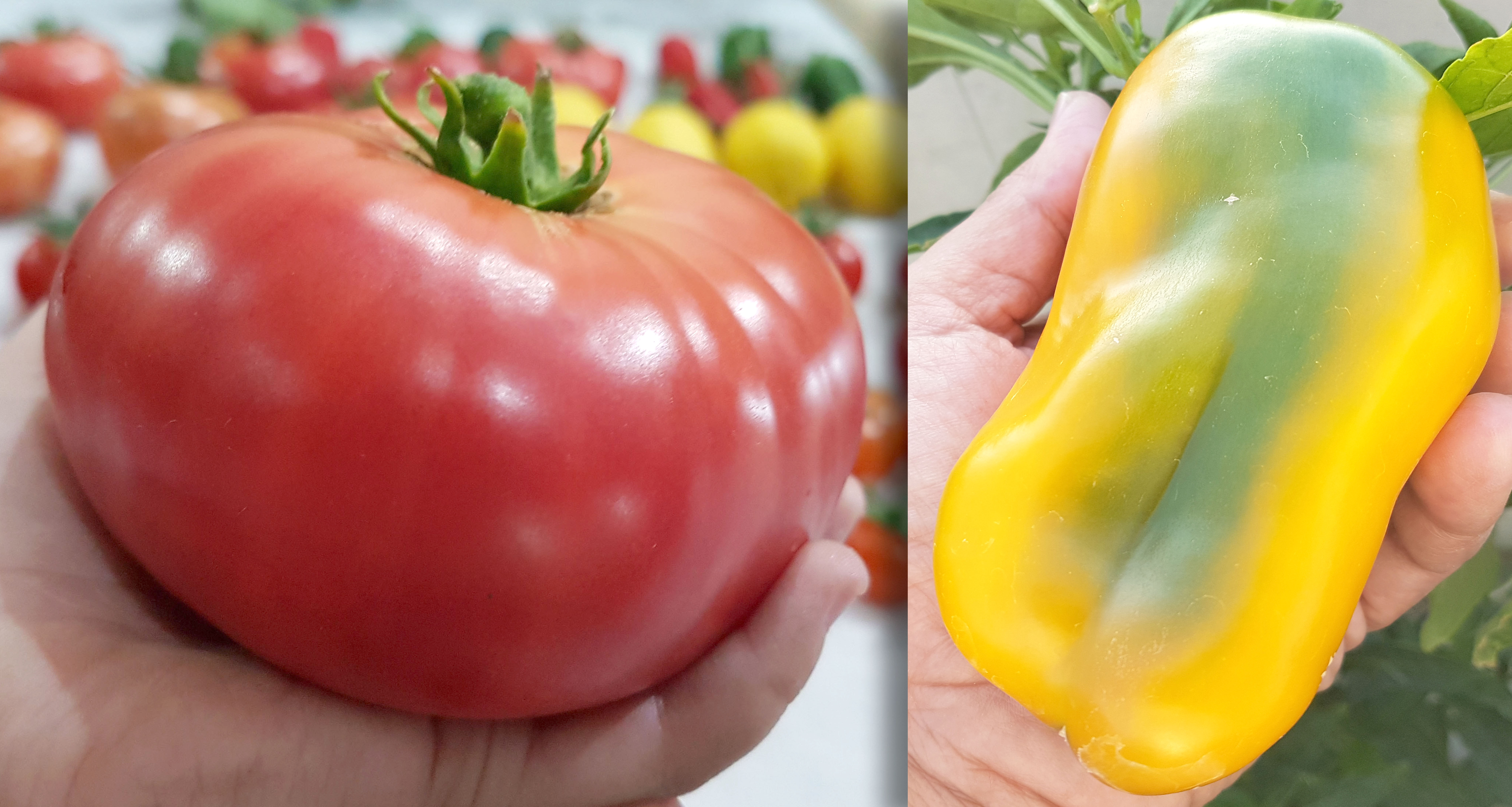 Thumbnail-of-Giant-Tomato-Yellow-Monster-Bell-Pepper