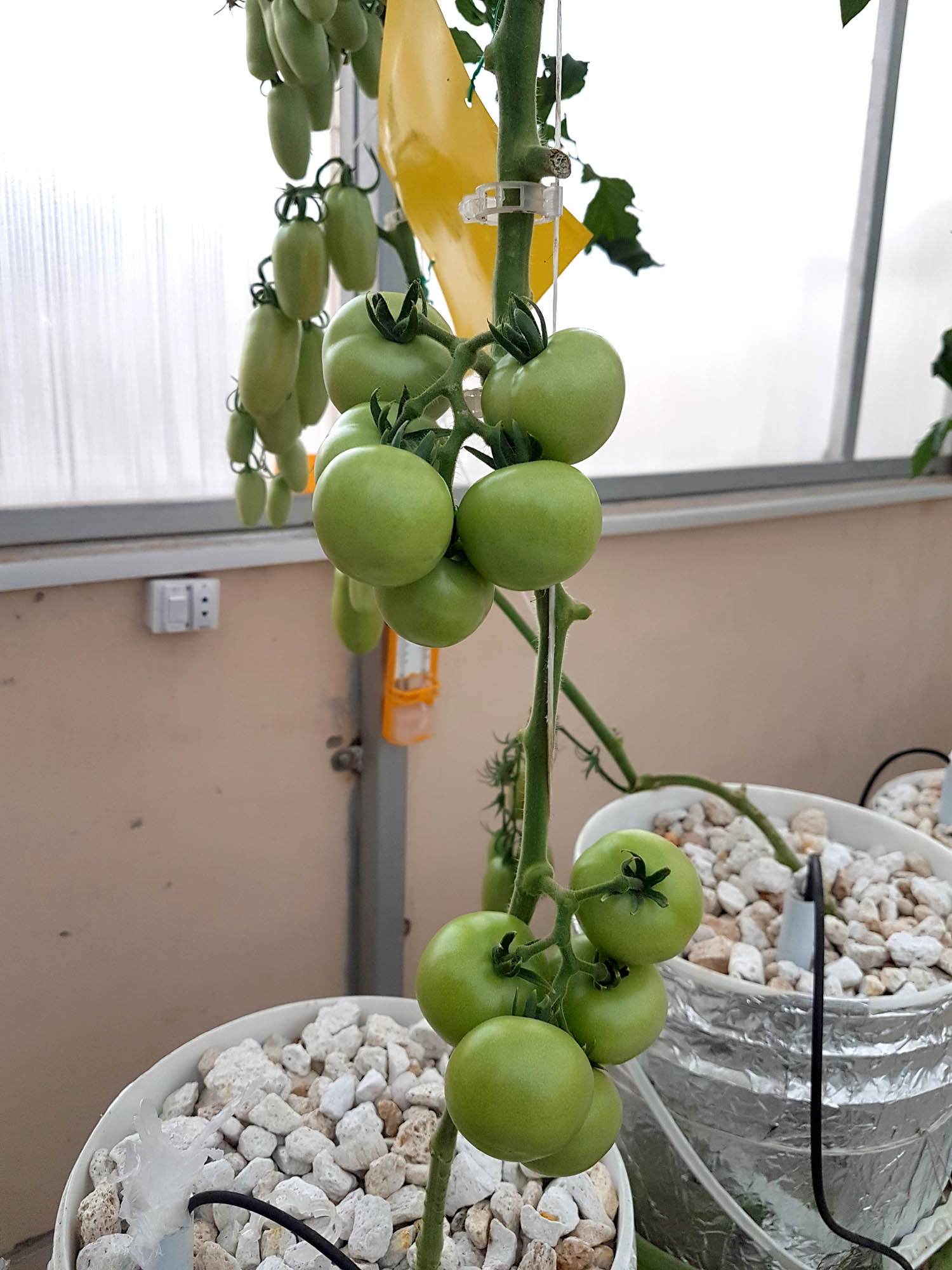 Tomato-Hellfrucht-German-Variety-Pakistan-Hydroponics-1