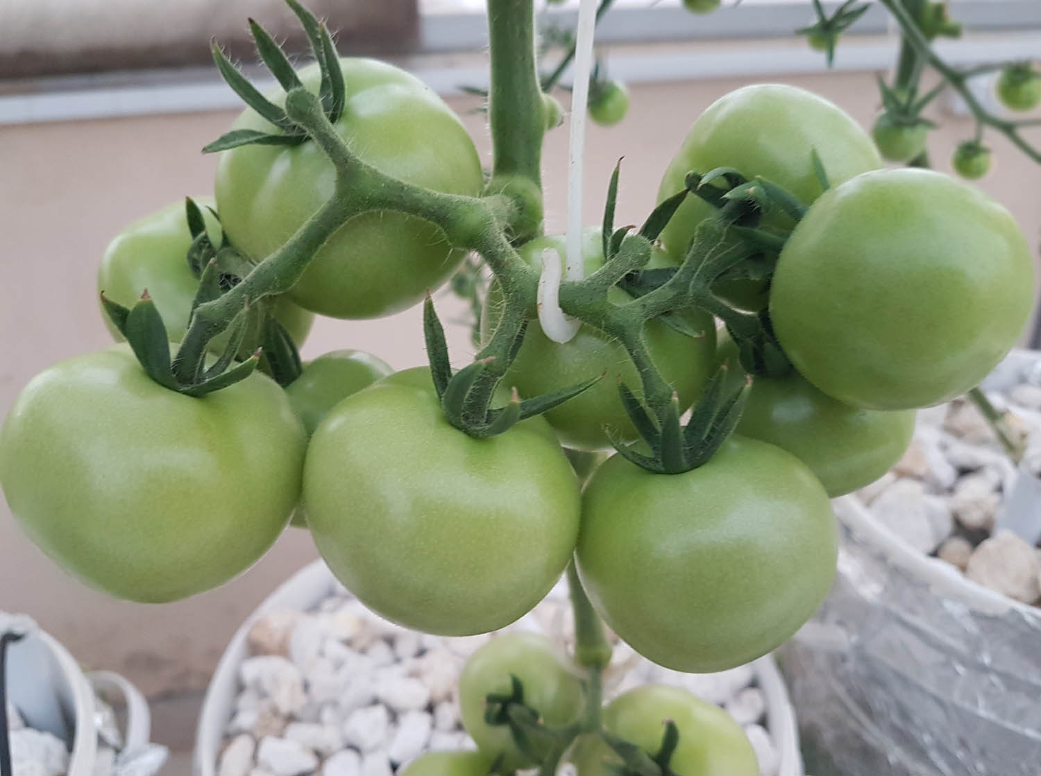 Tomato-Hellfrucht-German-Variety-Pakistan-Hydroponics-3