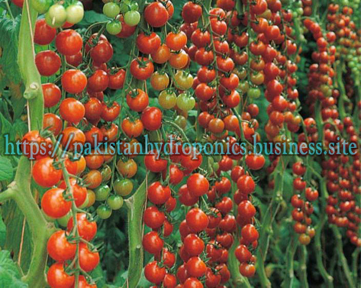 Tomatoes-growing-in-Hydroponic-Dutch-Bucket-System-at-Pakistan-Hydroponics-Consultancy-Project