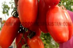 Hydroponics-Pakistan-Pakistan-Hydroponics-Plum-Tomato-Cluster