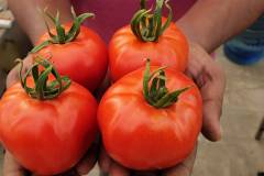 Pakistan-Hydroponics-Tomatoes