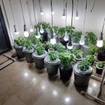 Hydroponics in your home