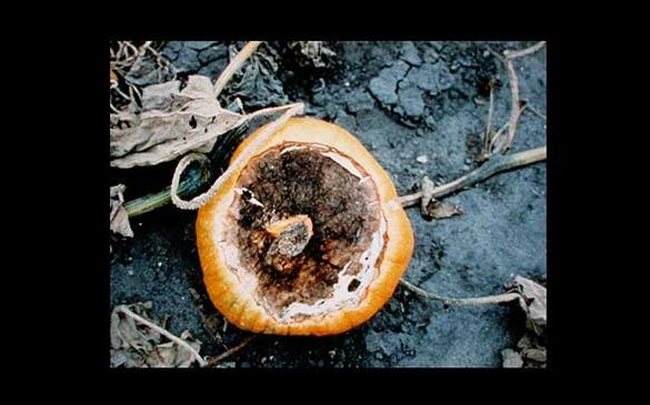 Blossom-end rot on pumpkin