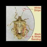 Brown Marmorated Stink Bug marks