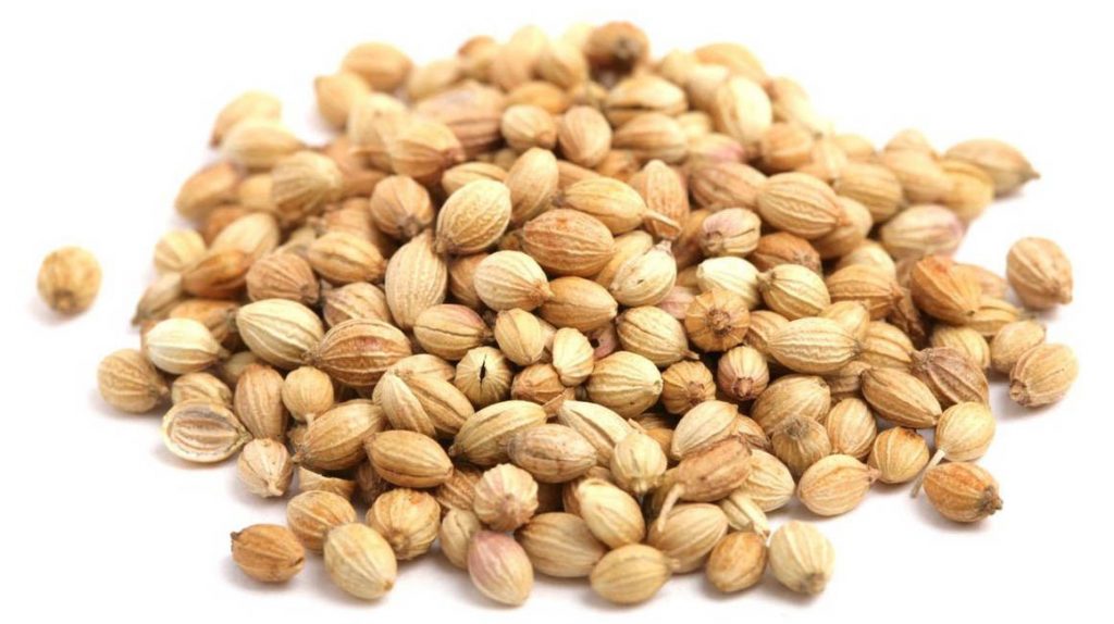 HOW TO SAVE CORIANDER/CILANTRO/DHANIYA SEEDS Pakistan Hydroponics