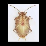 Underside of adult brown marmorated stink bug