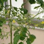Hydroponically grown huge tomato flower clusters