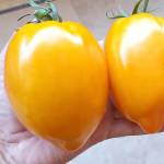Huge Russian Tomatoes growing in Pakistan Hydroponics R&D Greenhouse