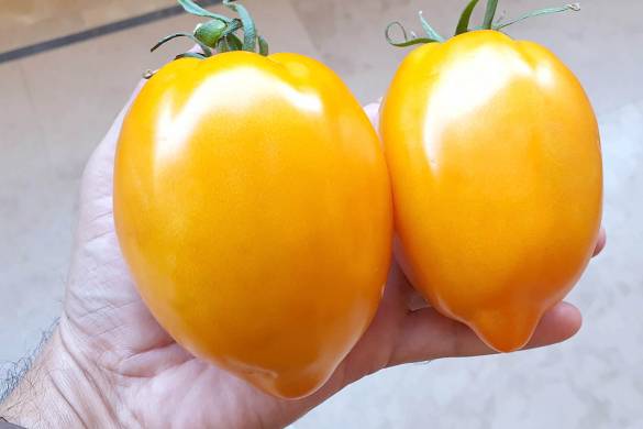 Huge Russian Tomatoes growing in Pakistan Hydroponics R&D Greenhouse