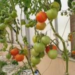 Commercial-Hydroponics-Farming-in-Pakistan-Hydroponic-Consultant-Pakistan