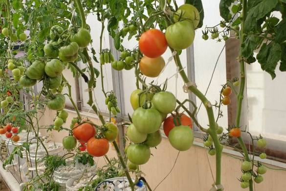 Commercial-Hydroponics-Farming-in-Pakistan-Hydroponic-Consultant-Pakistan