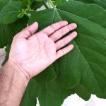 How to grow Fig Plant from cutting in Hydroponic System