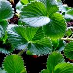 How to grow Strawberry Plants in Hydroponic System