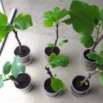 How to make Fig plants from Fig cuttings