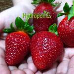 Strawberry Plants in NFT Hydroponics System