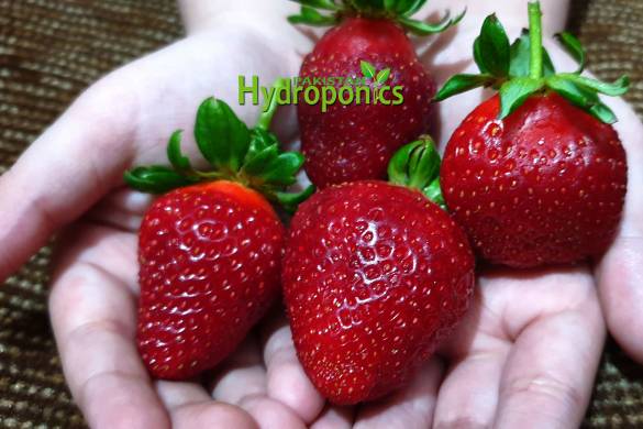 Strawberry Plants in NFT Hydroponics System