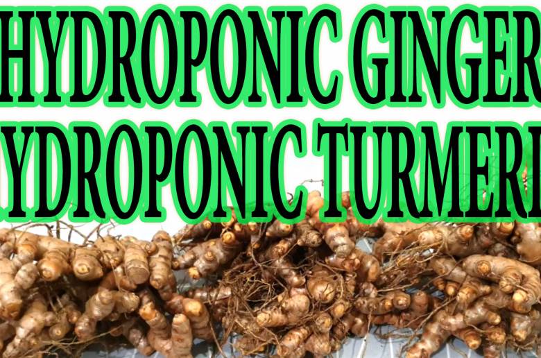 How to grow Hydroponic Ginger & Hydroponic Turmeric in Hydroponic System - A simple and easy guide