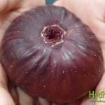 Jerusalem Fig Variety Growing in Hydroponic System by Pakistan Hydroponics-A Fig from Holy Land
