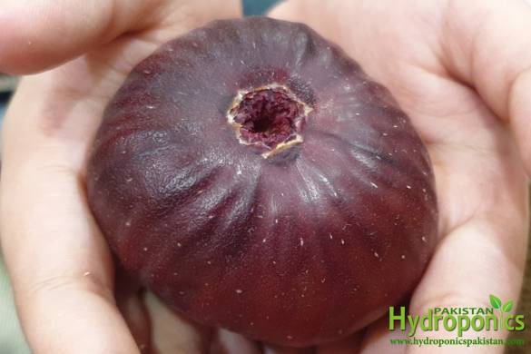 Jerusalem Fig Variety Growing in Hydroponic System by Pakistan Hydroponics-A Fig from Holy Land