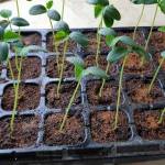 Organic Treatment for Seedlings to prevent root fungus & other diseases