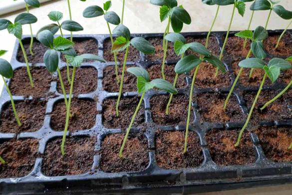 Organic Treatment for Seedlings to prevent root fungus & other diseases