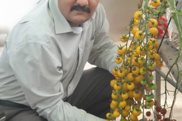 Hydroponics Farming in Pakistan - Pakistan Hydroponics Greenhouse 2021