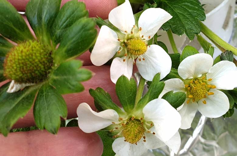 How to grow huge and big strawberries - Importance of Pollination in Strawberry plants