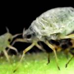 What is the reason of Ants in Plants- Aphids are the main reason of Ants in Plants By Pakistan Hydroponics-2