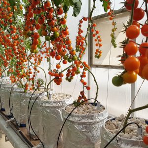 HYDROPONICS FARMING IN PAKISTAN