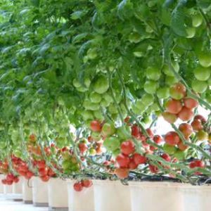 Hydroponics Dutch Bucket Greenhouse