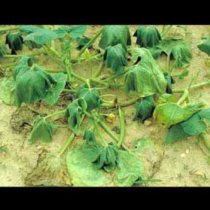 Bacterial-Wilt-of-Cucumber