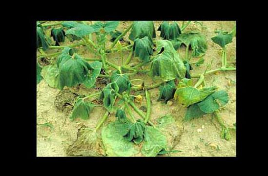Bacterial-Wilt-of-Cucumber