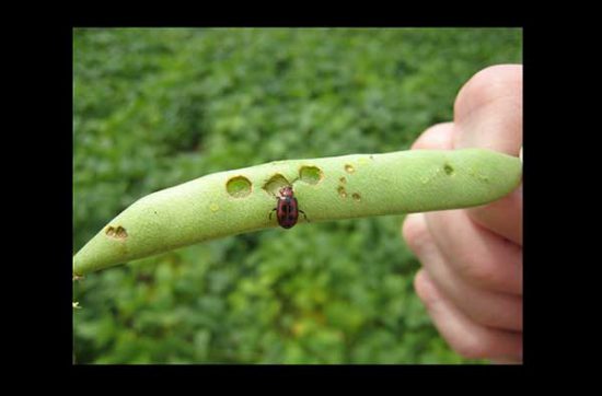 Bean leaf beetle