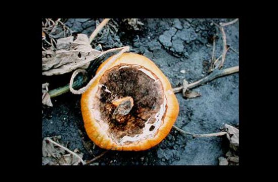 Blossom-end rot on pumpkin