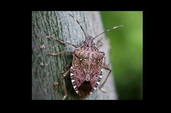 Brown Marmorated Stink Bug