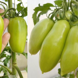 CLIMATE CONTROLLED HYDROPONIC GREENHOUSE IN PAKISTAN