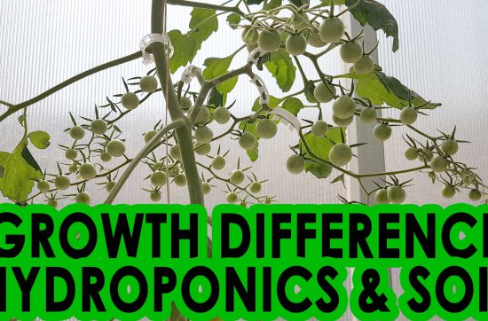 Growth difference between soil and soil less system