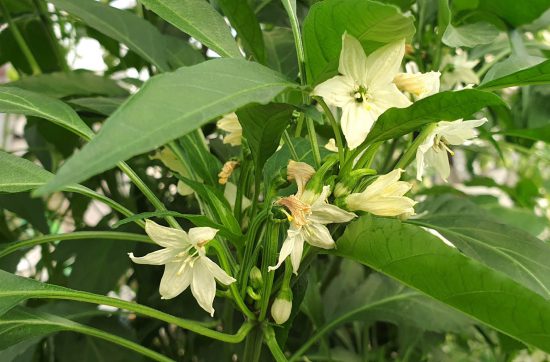Pollination Method for Pepper