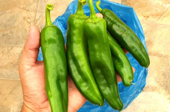 How to prune indeterminate peppers variety - Simple and Easy Method